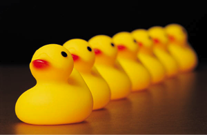 Yellow rubber ducks